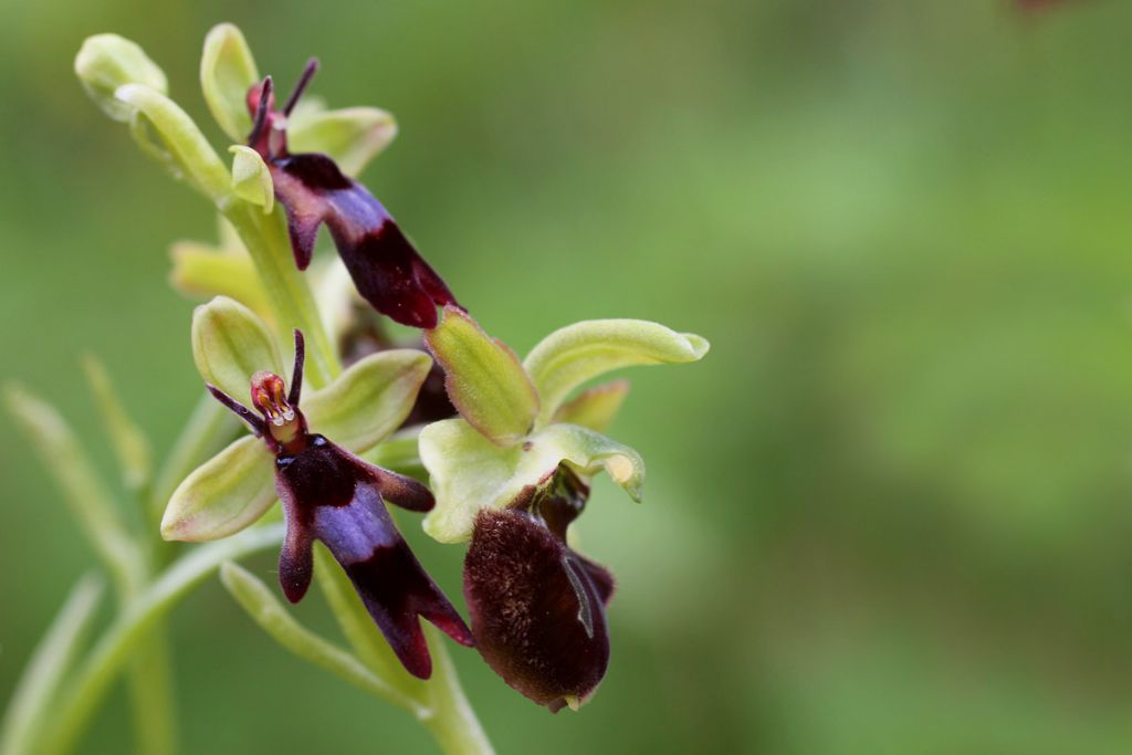 Aiuto e conferma identificazione orchidee